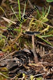 Ohrlöffel-Stacheling, Ohrlöffelpilz, Ohrlöffelstacheling, Auriscalpium vulgare, Auriscalpium vulgare, Ohrlöffel-Stacheling, Ohrlöffelpilz, Ohrlöffelstacheling, Basidiomyceten, Fruchtkörper, auf Zapfen von Pinus sylvestris, Wald-Kiefer Kauf von 07279_auriscalpium_vulgare_dsc_1897.jpg