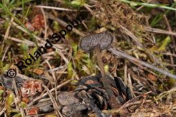 Ohrlöffel-Stacheling, Ohrlöffelpilz, Ohrlöffelstacheling, Auriscalpium vulgare, Auriscalpium vulgare, Ohrlöffel-Stacheling, Ohrlöffelpilz, Ohrlöffelstacheling, Basidiomyceten, Fruchtkörper, auf Zapfen von Pinus sylvestris, Wald-Kiefer Kauf von 07279_auriscalpium_vulgare_dsc_1898.jpg