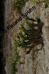 Schönes Goldhaarmoos, Orthotrichum speciosum, Orthotrichum speciosum, Schönes Goldhaarmoos, Moose, Thallus, auf Juglans regia, Echte Walnuß Kauf von 07282_orthotrichum_speciosum_dsc_8454.jpg