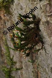 Schönes Goldhaarmoos, Orthotrichum speciosum, Orthotrichum speciosum, Schönes Goldhaarmoos, Moose, Thallus, auf Juglans regia, Echte Walnuß Kauf von 07282_orthotrichum_speciosum_dsc_8455.jpg