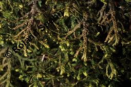 Breitblättriges Kahlfruchtmoos, Porella platyphylla, Madotheca platyphylla, Porella platyphylla, Madotheca platyphylla, Breitblättriges Kahlfruchtmoos, Moose, Thallus, an Rot-Buche, Fagus sylvatica Kauf von 07283_porella_platyphylla_dsc_8482.jpg