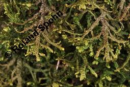 Breitblättriges Kahlfruchtmoos, Porella platyphylla, Madotheca platyphylla, Porella platyphylla, Madotheca platyphylla, Breitblättriges Kahlfruchtmoos, Moose, Thallus, an Rot-Buche, Fagus sylvatica Kauf von 07283_porella_platyphylla_dsc_8489.jpg