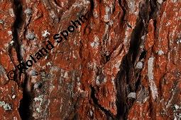 Luftalge, Trentepohlia sp., Trentepohlia sp., Luftalge, Algen, Thallus, auf Rinde von Pyrus communis, Kultur-Birne Kauf von 07284_trentepohlia_sp_dsc_8632.jpg