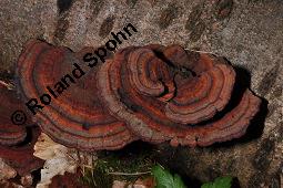 Dreifarbene Tramete, Rötender Blätterwirrling, Rötende Tramete, Daedaleopsis confragosa var. tricolor, Trametes rubescens, Daedaleopsis confragosa var. tricolor, Trametes rubescens, Dreifarbene Tramete, Rötender Blätterwirrling, Rötende Tramete, Basidiomyceten, Fruchtkörper, auf Prunus avium, Vogel-Kirsche, Süß-Kirsche Kauf von 07285_daedaleopsis_confragosa_tricolor_dsc_8678.jpg