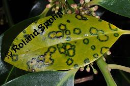 Großblättrige Stechpalme, Ilex altaclerensis, Ilex altaclerensis, Großblättrige Stechpalme, Aquifoliaceae, Blatt mit Virus-Infektion, Ilex-Kreuzung aus der Maderensis-Gruppe Kauf von 07287_ilex_altaclerensis_dsc_0811.jpg