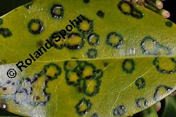 Großblättrige Stechpalme, Ilex altaclerensis, Ilex altaclerensis, Großblättrige Stechpalme, Aquifoliaceae, Blatt mit Virus-Infektion, Ilex-Kreuzung aus der Maderensis-Gruppe Kauf von 07287_ilex_altaclerensis_dsc_0812.jpg