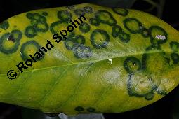 Großblättrige Stechpalme, Ilex altaclerensis, Ilex altaclerensis, Großblättrige Stechpalme, Aquifoliaceae, Blatt mit Virus-Infektion, Ilex-Kreuzung aus der Maderensis-Gruppe Kauf von 07287_ilex_altaclerensis_dsc_0813.jpg