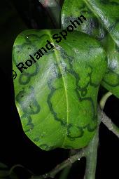 Großblättrige Stechpalme, Ilex altaclerensis, Ilex altaclerensis, Großblättrige Stechpalme, Aquifoliaceae, Blatt mit Virus-Infektion, Ilex-Kreuzung aus der Maderensis-Gruppe Kauf von 07287_ilex_altaclerensis_dsc_0814.jpg