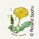 Lwenzahn, Taraxacum officinale