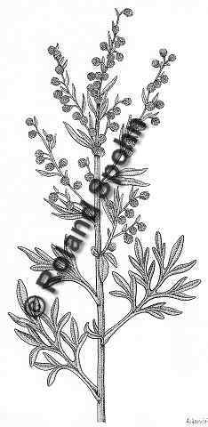 Artemisia absinthium, Wermut, Absinth