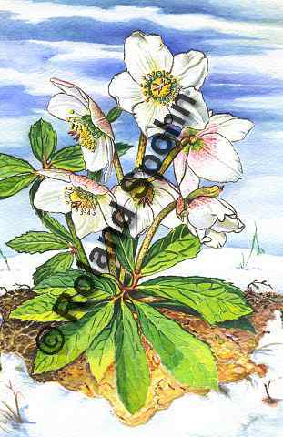 Helleborus niger, Christrose