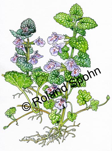 Glechoma hederacea, Gundermann