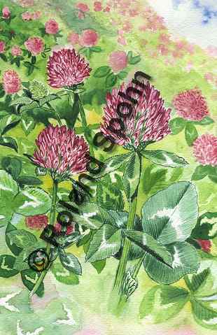 Trifolium pratense, Wiesen-Klee, Rot-Klee