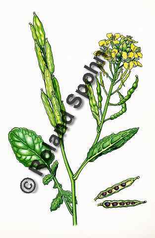 Brassica nigra, Schwarzer Senf