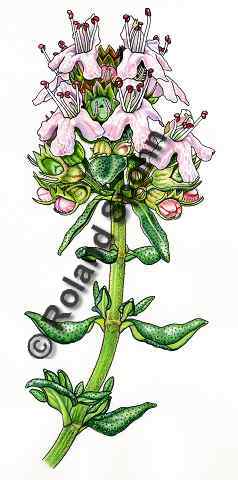 Pflanzenillustration Thymus vulgaris Illustration Echter Thymian Gewrz-Thymian Aquarell Roland Spohn