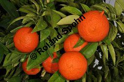 Bitter-Orange, Sauer-Orange, Sevilla-Orange, Pomeranze, Citrus aurantium, Citrus vulgaris, Rutaceae, Citrus aurantium, Citrus vulgaris, Bitter-Orange, Sauer-Orange, Sevilla-Orange, Pomeranze, fruchtend Kauf von 00020_citrus_aurantium_dsc_1633.jpg