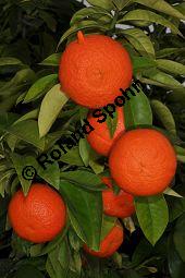 Bitter-Orange, Sauer-Orange, Sevilla-Orange, Pomeranze, Citrus aurantium, Citrus vulgaris, Rutaceae, Citrus aurantium, Citrus vulgaris, Bitter-Orange, Sauer-Orange, Sevilla-Orange, Pomeranze, fruchtend Kauf von 00020_citrus_aurantium_dsc_1634.jpg