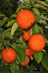 Bitter-Orange, Sauer-Orange, Sevilla-Orange, Pomeranze, Citrus aurantium, Citrus vulgaris, Rutaceae, Citrus aurantium, Citrus vulgaris, Bitter-Orange, Sauer-Orange, Sevilla-Orange, Pomeranze, fruchtend Kauf von 00020_citrus_aurantium_dsc_1635.jpg