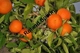 Bitter-Orange, Sauer-Orange, Sevilla-Orange, Pomeranze, Citrus aurantium, Citrus vulgaris, Rutaceae, Citrus aurantium, Citrus vulgaris, Bitter-Orange, Sauer-Orange, Sevilla-Orange, Pomeranze, fruchtend Kauf von 00020_citrus_aurantium_dsc_1637.jpg