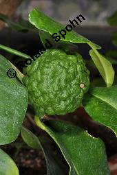 Kaffir-Zitrone, Papeda-Zitrone, Kaffir-Limette, Citrus hystrix, Rutaceae, Citrus hystrix, Kaffir-Zitrone, Kaffir-Limette, Papeda-Zitrone, Blatt Kauf von 00026_citrus_hystrix_dsc_4312.jpg