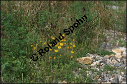 Frber-Kamille, Frber-Hundskamille, Anthemis tinctoria, Asteraceae, Anthemis tinctoria, Frber-Hundskamille, Frberkamille, Habitat Kauf von 00051anthemis_tinctoriaimg_4114.jpg