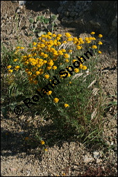 Färber-Kamille, Färber-Hundskamille, Anthemis tinctoria, Asteraceae, Anthemis tinctoria, Färber-Hundskamille, Färberkamille, Habitat Kauf von 00051anthemis_tinctoriaimg_8265.jpg