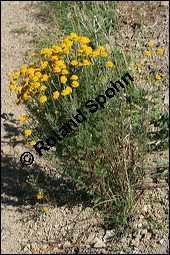 Frber-Kamille, Frber-Hundskamille, Anthemis tinctoria, Asteraceae, Anthemis tinctoria, Frber-Hundskamille, Frberkamille, Habitat Kauf von 00051anthemis_tinctoriaimg_8266.jpg