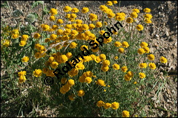 Färber-Kamille, Färber-Hundskamille, Anthemis tinctoria, Asteraceae, Anthemis tinctoria, Färber-Hundskamille, Färberkamille, Habitat Kauf von 00051anthemis_tinctoriaimg_8267.jpg