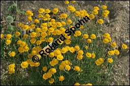 Färber-Kamille, Färber-Hundskamille, Anthemis tinctoria, Asteraceae, Anthemis tinctoria, Färber-Hundskamille, Färberkamille, Habitat Kauf von 00051anthemis_tinctoriaimg_8268.jpg