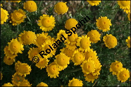 Färber-Kamille, Färber-Hundskamille, Anthemis tinctoria, Asteraceae, Anthemis tinctoria, Färber-Hundskamille, Färberkamille, Habitat Kauf von 00051anthemis_tinctoriaimg_8269.jpg