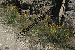 Färber-Kamille, Färber-Hundskamille, Anthemis tinctoria, Asteraceae, Anthemis tinctoria, Färber-Hundskamille, Färberkamille, Habitat Kauf von 00051anthemis_tinctoriaimg_8277.jpg