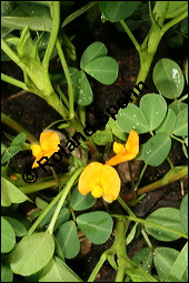 Erdnuss, Arachis hypogaea, Fabaceae, Arachis hypogaea, Erdnuss, Blühend Kauf von 00054arachis_hypogaeaimg_8828.jpg