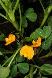 Erdnuss, Arachis hypogaea, Fabaceae, Arachis hypogaea, Erdnuss, Blhend Kauf von 00054arachis_hypogaeaimg_8830.jpg