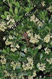 Westlicher Erdbeerbaum, Arbutus unedo, Ericaceae, Arbutus unedo, Westlicher Erdbeerbaum, Blühend Kauf von 00055_arbutus_unedo_dsc_7854.jpg