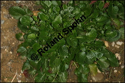 Echtes Barbarakraut, Gewöhnliches Barbarakraut, Winterkresse, Barbarea vulgaris, Brassicaceae, Barbarea vulgaris, Echtes Barbarakraut, Gewöhnliches Barbarakraut, Winterkresse, Blühend Kauf von 00064barbarea_vulgarisimg_0036.jpg