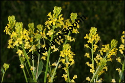 Echtes Barbarakraut, Gewhnliches Barbarakraut, Winterkresse, Barbarea vulgaris, Brassicaceae, Barbarea vulgaris, Echtes Barbarakraut, Gewhnliches Barbarakraut, Winterkresse, Blhend Kauf von 00064barbarea_vulgarisimg_6901.jpg