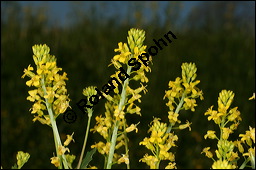 Echtes Barbarakraut, Gewhnliches Barbarakraut, Winterkresse, Barbarea vulgaris, Brassicaceae, Barbarea vulgaris, Echtes Barbarakraut, Gewhnliches Barbarakraut, Winterkresse, Blhend Kauf von 00064barbarea_vulgarisimg_6902.jpg