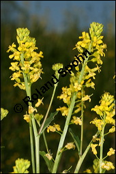 Echtes Barbarakraut, Gewöhnliches Barbarakraut, Winterkresse, Barbarea vulgaris, Brassicaceae, Barbarea vulgaris, Echtes Barbarakraut, Gewöhnliches Barbarakraut, Winterkresse, Blühend Kauf von 00064barbarea_vulgarisimg_6903.jpg