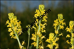 Echtes Barbarakraut, Gewhnliches Barbarakraut, Winterkresse, Barbarea vulgaris, Brassicaceae, Barbarea vulgaris, Echtes Barbarakraut, Gewhnliches Barbarakraut, Winterkresse, Blhend Kauf von 00064barbarea_vulgarisimg_6904.jpg