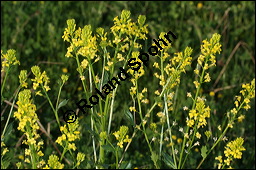 Echtes Barbarakraut, Gewöhnliches Barbarakraut, Winterkresse, Barbarea vulgaris, Brassicaceae, Barbarea vulgaris, Echtes Barbarakraut, Gewöhnliches Barbarakraut, Winterkresse, Blühend Kauf von 00064barbarea_vulgarisimg_6905.jpg