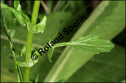 Echtes Barbarakraut, Gewöhnliches Barbarakraut, Winterkresse, Barbarea vulgaris, Brassicaceae, Barbarea vulgaris, Echtes Barbarakraut, Gewöhnliches Barbarakraut, Winterkresse, Blühend Kauf von 00064barbarea_vulgarisimg_6989.jpg