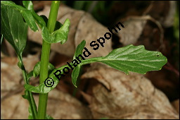 Echtes Barbarakraut, Gewöhnliches Barbarakraut, Winterkresse, Barbarea vulgaris, Brassicaceae, Barbarea vulgaris, Echtes Barbarakraut, Gewöhnliches Barbarakraut, Winterkresse, Blühend Kauf von 00064barbarea_vulgarisimg_6990.jpg