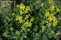 Echtes Barbarakraut, Gewhnliches Barbarakraut, Winterkresse, Barbarea vulgaris, Brassicaceae, Barbarea vulgaris, Echtes Barbarakraut, Gewhnliches Barbarakraut, Winterkresse, Blhend Kauf von 00064barbarea_vulgarisimg_7023.jpg