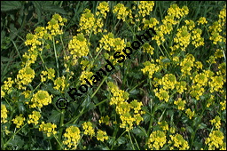 Echtes Barbarakraut, Gewöhnliches Barbarakraut, Winterkresse, Barbarea vulgaris, Brassicaceae, Barbarea vulgaris, Echtes Barbarakraut, Gewöhnliches Barbarakraut, Winterkresse, Blühend Kauf von 00064barbarea_vulgarisimg_7024.jpg