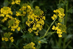 Echtes Barbarakraut, Gewöhnliches Barbarakraut, Winterkresse, Barbarea vulgaris, Brassicaceae, Barbarea vulgaris, Echtes Barbarakraut, Gewöhnliches Barbarakraut, Winterkresse, Blühend Kauf von 00064barbarea_vulgarisimg_7027.jpg
