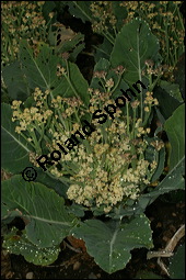 Blumenkohl, Ksekohl, Brassica oleraceae convar. botrytis var. botrytis, Brassicaceae, Brassica oleraceae convar. botrytis var. botrytis, Blumenkohl, Ksekohl, Blhend Kauf von 00071brassica_oleracea_botrytisimg_8831.jpg