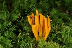 Klebriger Hörnling, Ziegenbart, Calocera viscosa, Calocera viscosa, Klebriger Hörnling, Ziegenbart, Basidiomyceten, Fruchtkörper Kauf von 00081_calocera_viscosa_dsc_7746.jpg