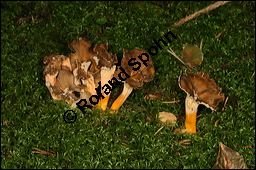 Trompeten-Pfifferling, Cantharellus tubaeformis, Basidiomyceten, Cantharellus tubaeformis, Cantharellus infundibuliformis, Trompeten-Pfifferling, Durchbohrter Leistling, Fruchtkrper Kauf von 00087cantharellus_tubaeformisimg_4089.jpg