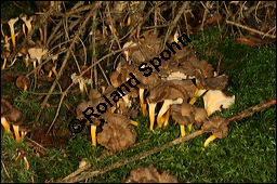 Trompeten-Pfifferling, Cantharellus tubaeformis, Basidiomyceten, Cantharellus tubaeformis, Cantharellus infundibuliformis, Trompeten-Pfifferling, Durchbohrter Leistling, Fruchtkrper Kauf von 00087cantharellus_tubaeformisimg_4090.jpg