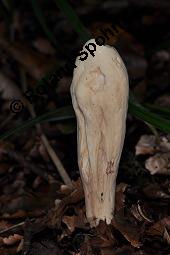 Herkuleskeule, Herkules-Riesenkeule, Clavariadelphus pistillaris, Clavaria pistillaris, Clavariadelphus pistillaris, Clavaria pistillaris, Herkuleskeule, Herkules-Riesenkeule, Basidiomyceten, Fruchtkrper Kauf von 00106_clavariadelphus_pistillaris_dsc_7702.jpg